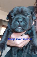 Franse bulldog puppy's, CDV (hondenziekte), 8 tot 15 weken, Bulldog, Meerdere