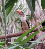 Von der Deckentok man 2025, Dieren en Toebehoren, Vogels | Overige Vogels, Mannelijk, Geringd