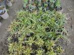 carex morrowii, Ophalen, Siergrassen