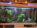 Compleet aquarium 120cm 245 l, Ophalen, Gevuld zoetwateraquarium