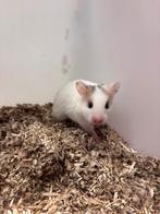 Goudhamster vrouw, Dieren en Toebehoren, Knaagdieren, Hamster, April, Vrouwelijk, Tam