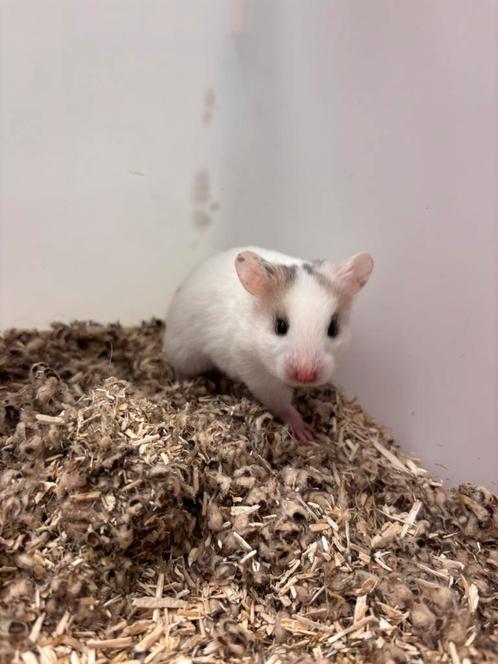 Goudhamster vrouw, Dieren en Toebehoren, Knaagdieren, Vrouwelijk, Hamster, Na 1 juli 2024, Tam