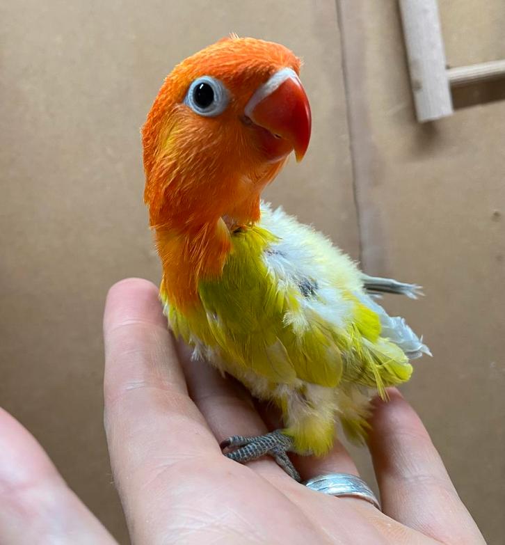Jonge Agapornis Fischer dwergpapegaai, Dieren en Toebehoren, Vogels | Parkieten en Papegaaien, Dwergpapegaai of Agapornis, Geslacht onbekend