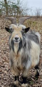 Nederlandse landgeit bok zoekt nieuw weiland, Dieren en Toebehoren, Schapen, Geiten en Varkens, Mannelijk, Geit, 3 tot 5 jaar