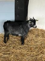 Dwerggeit bok blauwschimmel CL/ CAE vrij, dekrijp, Dieren en Toebehoren, Mannelijk, Geit
