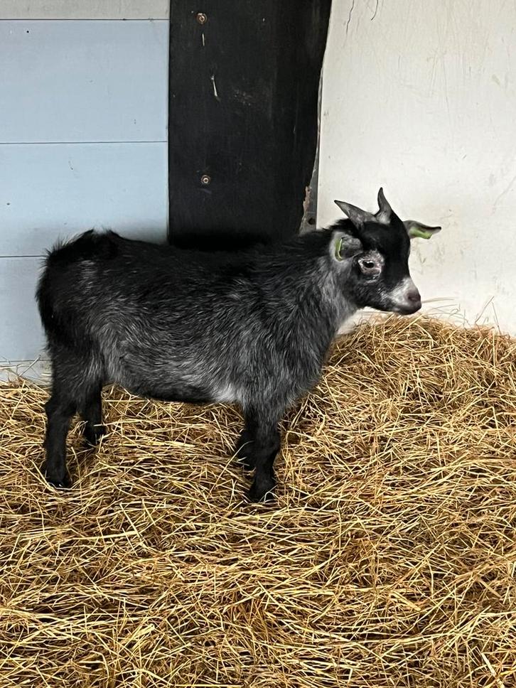 Dwerggeit bok blauwschimmel CL/ CAE vrij, dekrijp, Dieren en Toebehoren, Schapen, Geiten en Varkens, Geit, Mannelijk