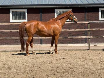 Zeer mooi springpaard rechtstreeks van de fokker  beschikbaar voor biedingen