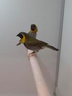 2-2 Kleine cubavinken, Dieren en Toebehoren, Vogels | Overige Vogels, Meerdere dieren, Tropenvogel, Geringd