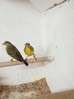 Te koop diverse vogels, Dieren en Toebehoren, Vogels | Overige Vogels, Meerdere dieren