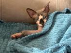 Sphynx kater., Dieren en Toebehoren, Katten en Kittens | Raskatten | Korthaar, Kater, Gechipt