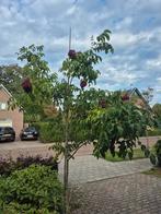 Bijenboom 3-3,5m - Prachtige aanwinst voor uw tuin!, Tuin en Terras, Ophalen, Volle zon, Overige soorten