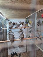 9 senegal duifjes, Dieren en Toebehoren, Vogels | Duiven, Meerdere dieren, Overige soorten