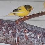 Te koop bonte Ras echte Timbrado, Dieren en Toebehoren, Vogels | Kanaries, Meerdere dieren