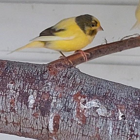 Te koop bonte Ras echte Timbrado, Dieren en Toebehoren, Vogels | Kanaries, Meerdere dieren