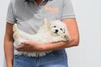 Bichon frisé pups, Rabiës (hondsdolheid), 15 weken tot 1 jaar, Overige rassen, Buitenland