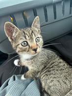 Europees Korthaar kitten, Ophalen of Verzenden
