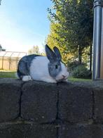 Te koop Hollanders, Dieren en Toebehoren, Meerdere dieren, Groot