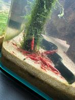 Neocaridina Red Fire garnalen / Rode garnalen, Dieren en Toebehoren, Vissen | Aquariumvissen, Kreeft, Krab of Garnaal, Zoetwatervis