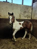Meerdere veulens, Dieren en Toebehoren, Minder dan 160 cm, Niet van toepassing, 0 tot 2 jaar, Hengst