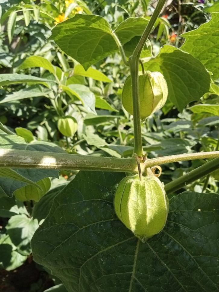 Physalis peruviana - Incabes, Ananaskers zaden, Tuin en Terras, Bloembollen en Zaden, Zaad, Voorjaar, Volle zon, Ophalen of Verzenden