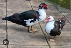 Gezocht muskuseenden, Meerdere dieren
