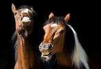 Verzorgpaard/pony gezocht, Dieren en Toebehoren, Paarden en Pony's | Overige Paardenspullen, Ophalen of Verzenden