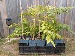 Jonge blauwe regen planten 13 stuks, Tuin en Terras, Planten | Tuinplanten, Ophalen
