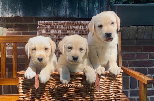Gele Labrador pups klaar om het nest te verlaten, Dieren en Toebehoren, Honden | Retrievers, Spaniëls en Waterhonden, Reu, Labrador retriever