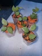 Hoya lacunosa mint coin.
€5p.s. of 3 voor €10, Ophalen of Verzenden, Overige soorten, Minder dan 100 cm