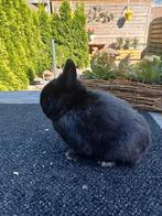 Prachtige kleurdwerg zwart ram, Dieren en Toebehoren, Konijnen, Mannelijk, Dwerg
