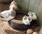 Broedeieren Wyandotte Columbia kriel, Dieren en Toebehoren, Pluimvee, Meerdere dieren, Kip
