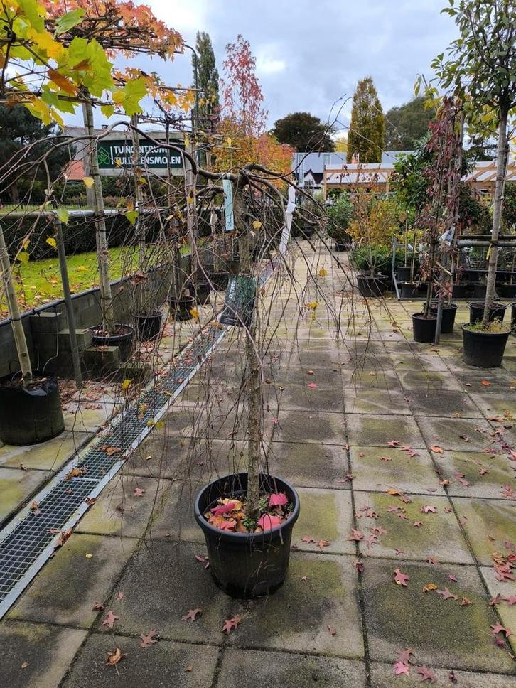 Betula pendula Youngii (berk), Tuin en Terras, Planten | Bomen, Overige soorten, Bloeit niet, Ophalen of Verzenden