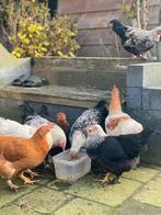 Kippen en hanen te koop, Meerdere dieren, Kip