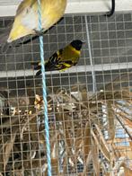 Koppel zwartkop sijzen, Meerdere dieren, Tropenvogel, Geringd