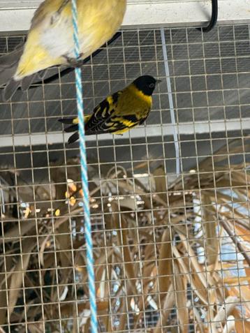 Koppel zwartkop sijzen beschikbaar voor biedingen