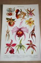 Antieke kleurenlitho - Diverse orchideeën - Circa 1900 !!, Ophalen of Verzenden