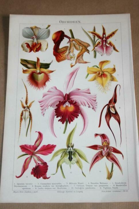 Antieke kleurenlitho - Diverse orchideeën - Circa 1900 !!, Antiek en Kunst, Kunst | Litho's en Zeefdrukken, Ophalen of Verzenden
