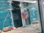Flowerhorn Red Pearl Cichlide, Dieren en Toebehoren, Vis, Zoetwatervis