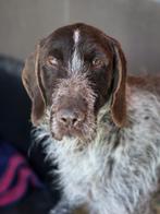 ACE: Jimmy heeft wat geduld en rust nodig!, Particulier, Rabiës (hondsdolheid), Reu, 1 tot 2 jaar