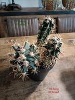 Mooie Cactus in Pot, Tuin en Terras, Planten | Tuinplanten, Overige soorten, Volle zon, Vaste plant, Ophalen of Verzenden
