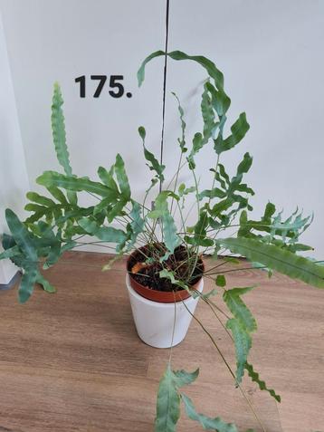 Blauw varen, kamerplant, lucht zuiverend  beschikbaar voor biedingen