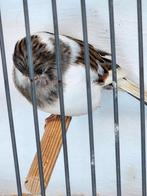 Te koop gevraagd enkele jonge spannen glosters, Dieren en Toebehoren, Vogels | Kanaries