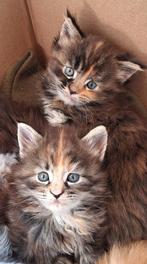 Maine coon kittens, flinke korting bij 2 stuks🥰🥰, Dieren en Toebehoren, Meerdere dieren, Gechipt, 0 tot 2 jaar