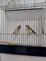 Te koop putters, Dieren en Toebehoren, Meerdere dieren, Wildzangvogel, Geringd