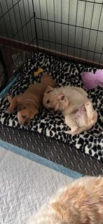 Pups te koop, 8 tot 15 weken, Meerdere, Meerdere dieren, Middel