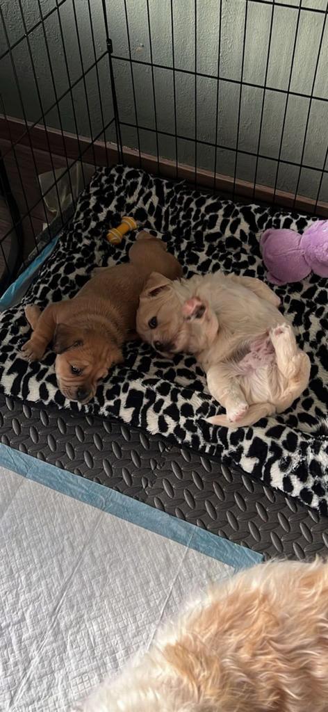 Pups te koop, Dieren en Toebehoren, Honden | Niet-rashonden, Middel, Meerdere dieren, Particulier, Meerdere, Nederland, 8 tot 15 weken