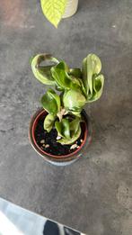 Hoya compacta, Huis en Inrichting, Kamerplanten, Ophalen of Verzenden, Halfschaduw, Minder dan 100 cm