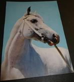 Paarden - Horses - Pferde - Cheveaux - Schimmel - Witkop, Verzenden, 1960 tot 1980, Ongelopen, Paard