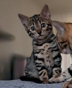 Mooie Bengaalse Kittens, Dieren en Toebehoren, Katten en Kittens | Raskatten | Korthaar, Ontwormd