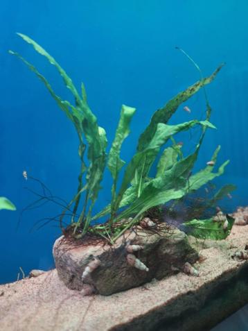 Mooie Javavaren stekken – Microsorum pteropus – Aquariumplan beschikbaar voor biedingen